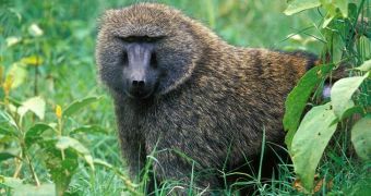 Baboon Shot Dead by Keeper at Knowsley Safari Park in Merseyside, England