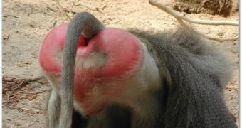 A baboon's buttock pads