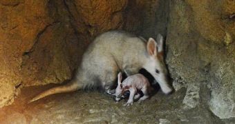 Baby aadvark born at Bioparc Valencia on January 25