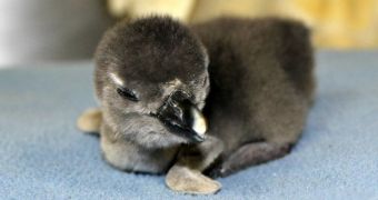 Adventure Aquarium in New Jersey announced the birth of an African penguin chick