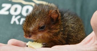 Baby agouti born at Krefeld Zoo in Germany in early March