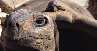 Baby giant tortoises hatch at Tulsa Zoo in Oklahoma