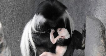 Brookfield Zoo is now home to a baby Angolan colobus monkey (click to see full image)
