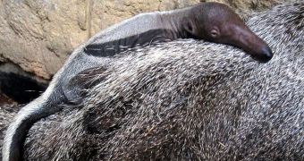 Cleveland Metroparks Zoo welcomes baby giant anteater
