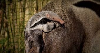 Baby anteater born at Cotswold Wildlife Park in the UK on February 16