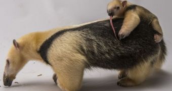 Baby anteater's tongue is almost as long as its body