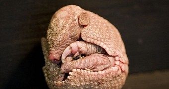 Baby Armadillo Looks like It Could Star in a New “Alien” Movie