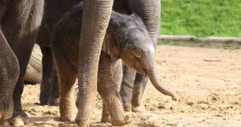 Baby elephant born in the UK loves spending time away from his mom