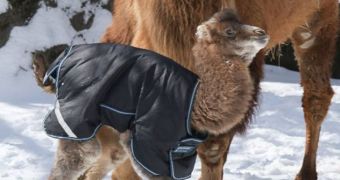 Baby Camel born at Cincinnati Zoo on February 25