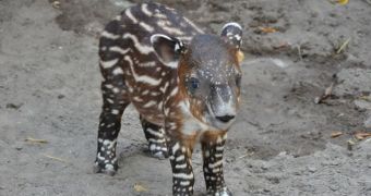 Baby Baird's tapir born at Palm Beach & Conservation Society last month, on February 17