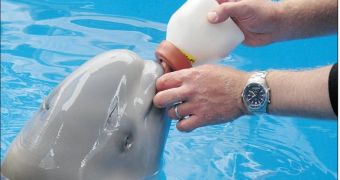 Baby beluga dies in spite of efforts to save it