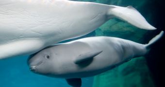 Baby beluga at a Chicago aquarium is a girl