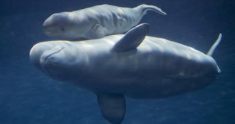 Baby beluga is born in Chicago