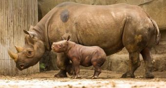 Rhino calf makes his public debut at Lincoln Park Zoo