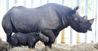 Zoo Miami in the US is now home to an adorable rhino calf