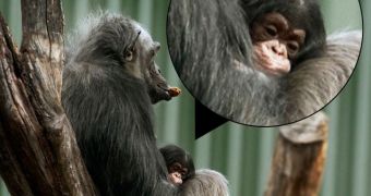 Baby chimpanzee born at Dallas Zoo in Texas, US on January 26