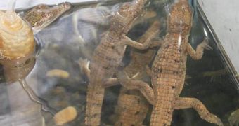 The baby crocodiles captured in the swimming pool
