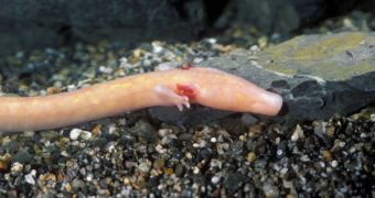 The blind salamander has been living away from sunlight for millions of years