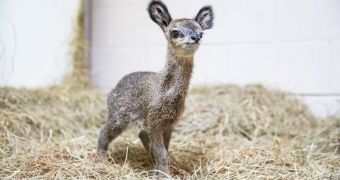 Baby dwarf antelope born at Lincoln Park Zoo in Chicago, US, on March 30