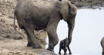 Baby elephant needs help from its mom getting out of a watering hole