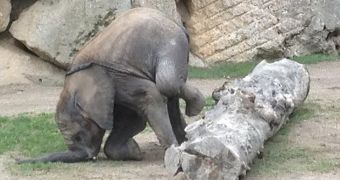 Baby elephant at Austrian Zoo falls on his trunk