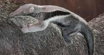 Wildlife park in the UK welcomes giant anteater pup