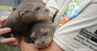 Otter pups born at Zoo Miami on December 19