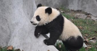 Baby giant panda dies one week after being born, zoo staff is still unsure why this happened