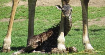 Baby giraffe born at Safari Park in California, US