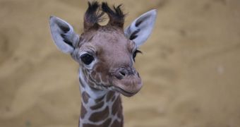 4-week-old baby giraffe is thriving at Whipsnade Zoo in England