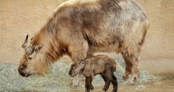 Baby goat-antelope born at the London Zoo and Botanical Gardens on February 12
