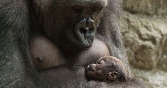 Baby gorilla born at Buffalo Zoo in the US is doing great, its mother is constantly looking after it