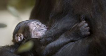 Wildlife park in Spain welcomes baby gorilla