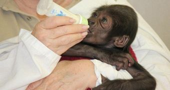 Baby gorilla living at Cincinnati Zoo is thriving