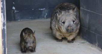 Australia's Taronga Zoo is now home to a baby southern hairy-nosed wombat