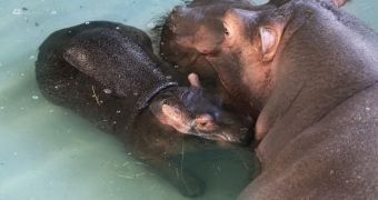 Baby hippo goes for a swim with its mom