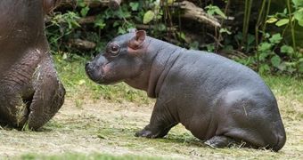 Zoo in Switzerland welcomes baby hippo