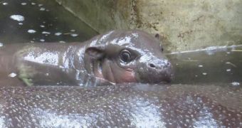 Baby hippo goes for its first swim ever