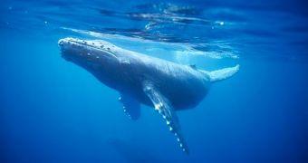 Baby humpback whale dies after beaching in Hawaii