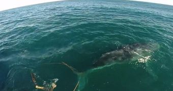 Fishermen save whale caught in fishing gear