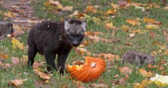 Baby hyena at Berlin Zoo is about the change the color of its fur