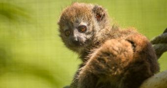 Chester Zoo in the UK is now home to an adorable baby lemur
