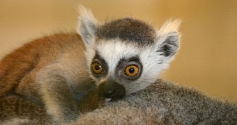 Baby lemur born at zoo in the US