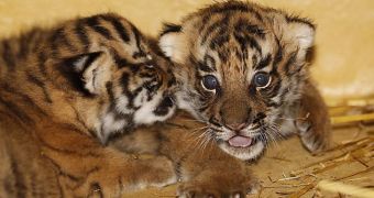 Zoo in Germany is now home to three Malayan tiger cubs