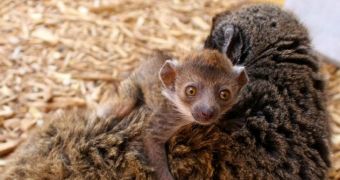 Wildlife park in Florida welcomes adorable mongoose lemur