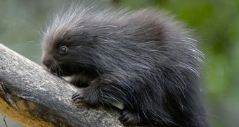 Porcupette is thriving at Vienna Zoo