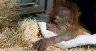 Baby orangutan born at Atlanta Zoo in January 10, 2013