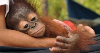 Baby orangutan recovers at rescue center in Indonesia after a plantation worker chopped off the tips of his fingers
