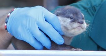 Baby otter born at zoo in Western Australia on December 27, 2013