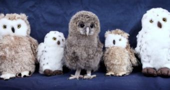 Baby Owl Gets New Family of Fluffy Stuffed Toys